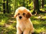 Orji̇nal Malti̇po Yavrular