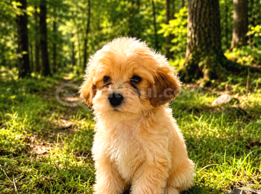 Orji̇nal Malti̇po Yavrular görsel