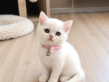 Minik Canlar Sevimli Bebekler