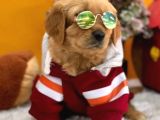 Baby Face Golden Yavrularımız Dişi Ve Erkek Mevcuttur