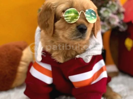 Baby Face Golden Yavrularımız Dişi Ve Erkek Mevcuttur görsel