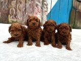 Ruhsatlı Poodle Evinden Erkek Dişi Yavrularımız