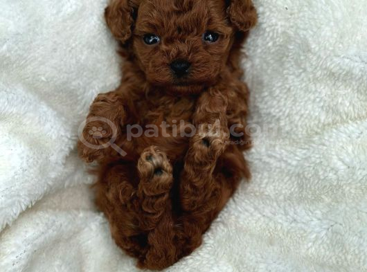 Ruhsatlı Poodle Evinden Erkek Dişi Yavrularımız görsel