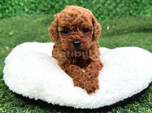 Ruhsatlı Poodle Evinden Erkek Dişi Yavrularımız görsel
