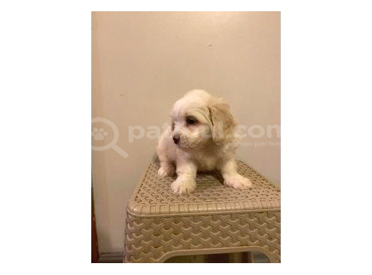 Minik Maltese Bebeklerimiz görsel
