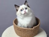 Full Şecereli̇ Safkan Seal Ve Blue Bicolor Ragdoll Yavrular