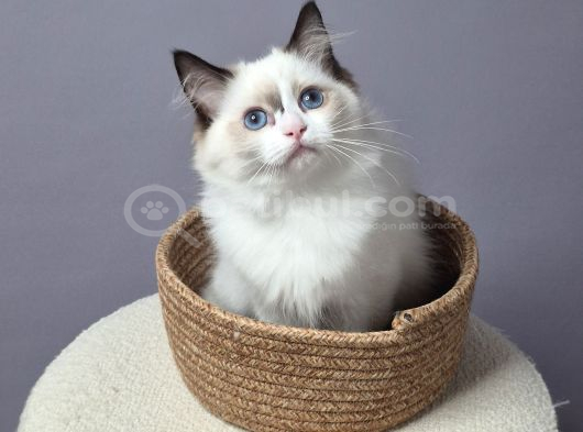 Full Şecereli̇ Safkan Seal Ve Blue Bicolor Ragdoll Yavrular görsel