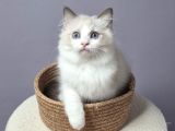FULL ŞECERELİ SAFKAN SEAL VE BLUE BICOLOR RAGDOLL YAVRULAR