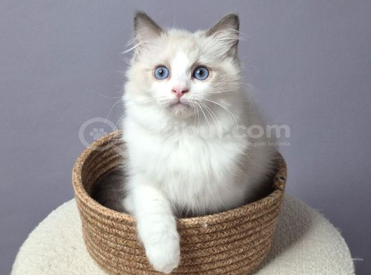 FULL ŞECERELİ SAFKAN SEAL VE BLUE BICOLOR RAGDOLL YAVRULAR