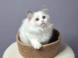 Full Şecereli̇ Safkan Seal Ve Blue Bicolor Ragdoll Yavrular