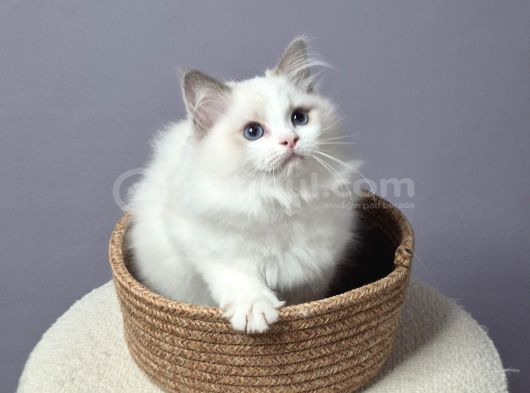 Full Şecereli̇ Safkan Seal Ve Blue Bicolor Ragdoll Yavrular görsel