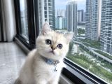 British Shorthair Bluepoint Ve Silverpoint