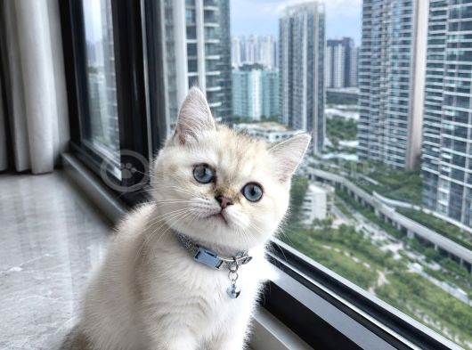 British Shorthair Bluepoint Ve Silverpoint görsel