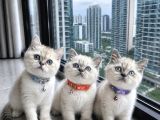 British shorthair bluepoint ve silverpoint