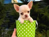 Vecihiden Garantili Minicik Çanta Köpeği Teacup Şivava Bebek