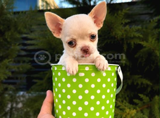 Vecihiden Garantili Minicik Çanta Köpeği Teacup Şivava Bebek görsel