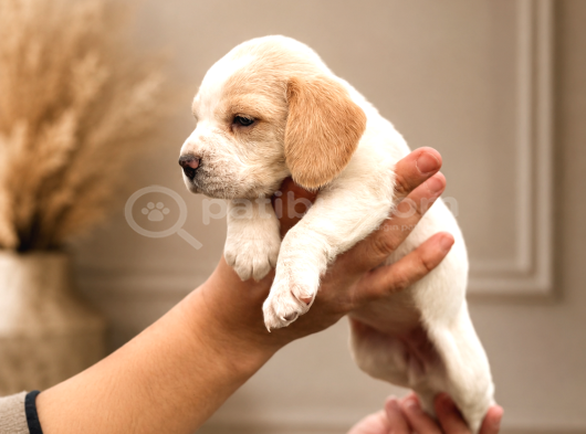 Beagle Yavrularımız Hazır görsel