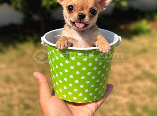 Vecihiden Garantili Minicik Çanta Köpeği Teacup Şivava Bebek görsel