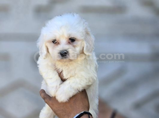 Mini Boy Maltese Terrier görsel