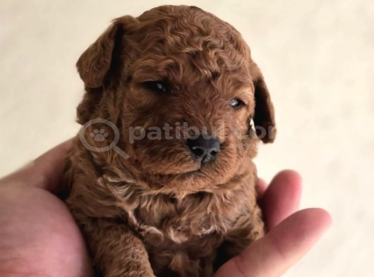 Neslinin En Özel Toy Poodle Yavruları görsel
