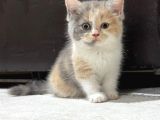 Harika kostüm TRİCOLOR BEBEK DİŞİ