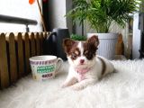 Vecihiden Garantili Minicik Çanta Köpeği Teacup Şivava Bebek