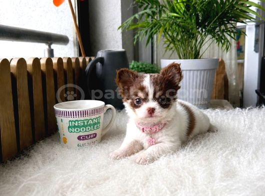 Vecihiden Garantili Minicik Çanta Köpeği Teacup Şivava Bebek görsel