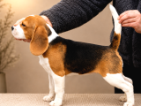 Beagle Yavrularımız Hazır