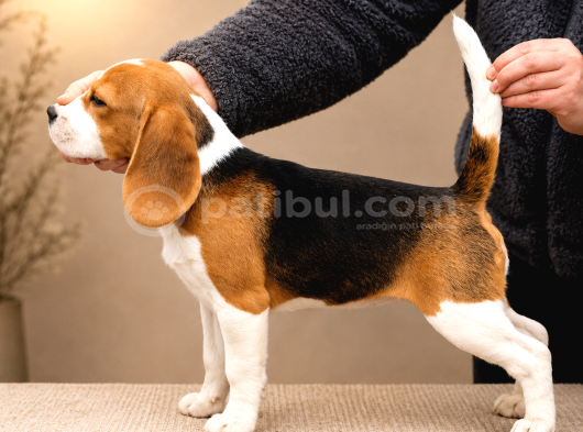 Beagle Yavrularımız Hazır görsel