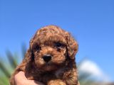 Kusursuz Toy Poodle Yavruları