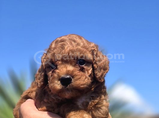 Kusursuz Toy Poodle Yavruları görsel