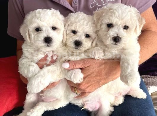 Maltese Terri̇er Ci̇nsi̇ Yavrular görsel