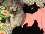 Gri Dişi Toy Poodle Nadir Renk
