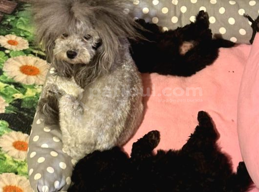 Gri Dişi Toy Poodle Nadir Renk görsel