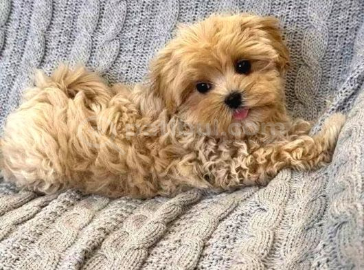 Malti̇poo Ci̇nsi̇ Yavrular Ev Üreti̇mi̇ görsel