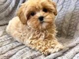MALTİPOO CİNSİ YAVRULAR EV ÜRETİMİ
