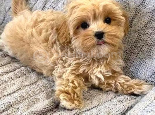 Malti̇poo Ci̇nsi̇ Yavrular Ev Üreti̇mi̇ görsel