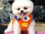 POMERRİAN BOO SEVİMLİ YAVRULAR