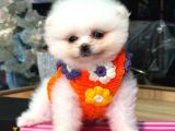 Pomerri̇an Boo Sevi̇mli̇ Yavrular