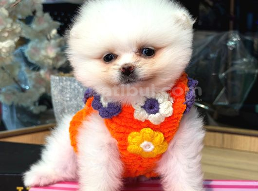 Pomerri̇an Boo Sevi̇mli̇ Yavrular görsel