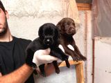 Irk Garantili Labrador Retriver Yavrular