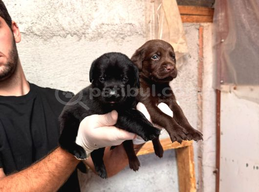 Irk Garantili Labrador Retriver Yavrular görsel