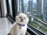 British Shorthair Bluepoint Ve Silverpoint