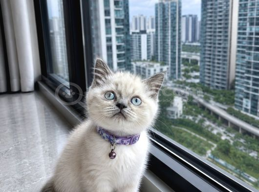 British Shorthair Bluepoint Ve Silverpoint görsel