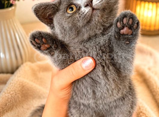 British Yavrularımız Hazır görsel