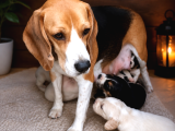 Beagle Yavrularımız Hazır