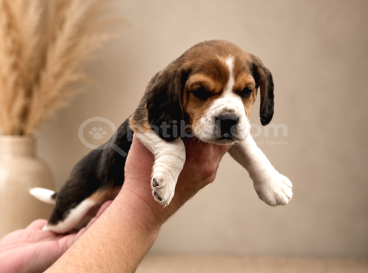 Beagle Yavrularımız Hazır görsel