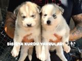 SAFKAN SİBİRYA KURDU YAVRULARI  KALİTE VE GÜVEN BİR ARADA