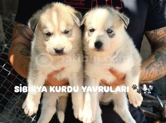 Safkan Si̇bi̇rya Kurdu Yavrulari  Kali̇te Ve Güven Bi̇r Arada