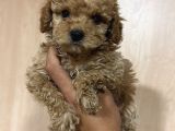 Kıpır Kıpır Maltipoo Bebekler